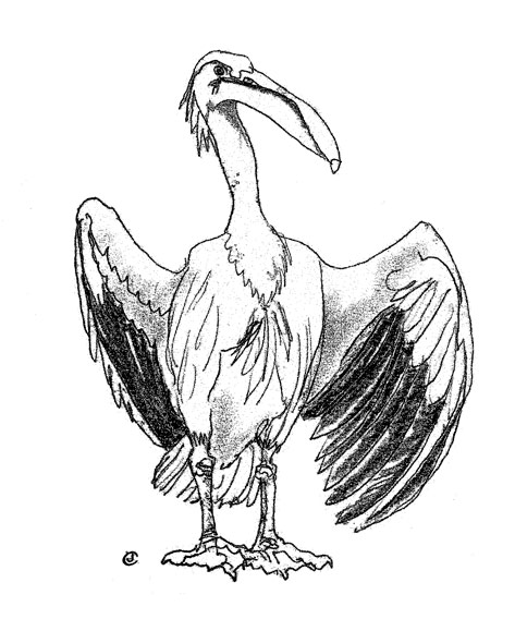 Drawing of a Pelican by artist Jilly Cobbe